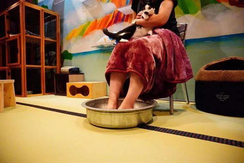 貓?jiān)?chǎng) 不只是泡貓，還有喵技師的貼心服務(wù)